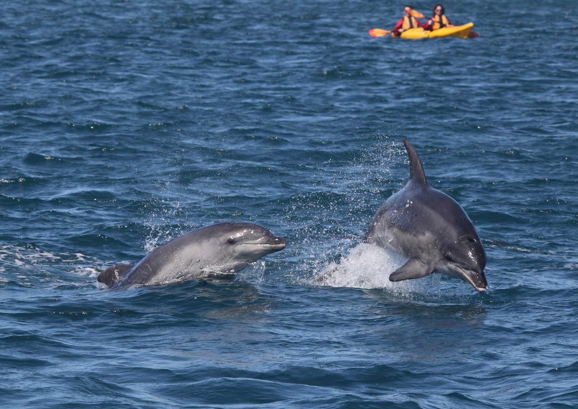 Sorrento coastline, departure point for Polperro Dolphin Swim