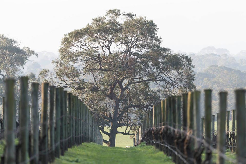 Baillieu Vineyard
