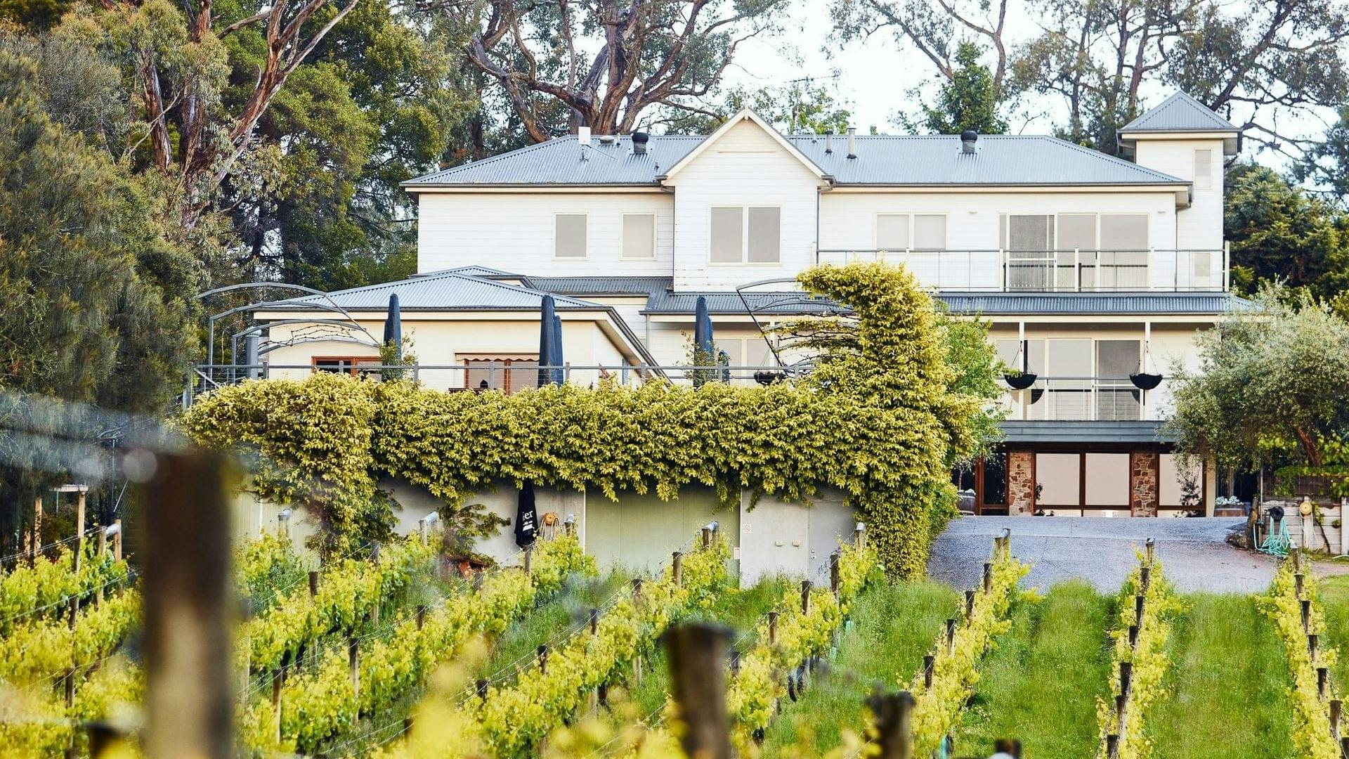 Morning Sun Vineyard