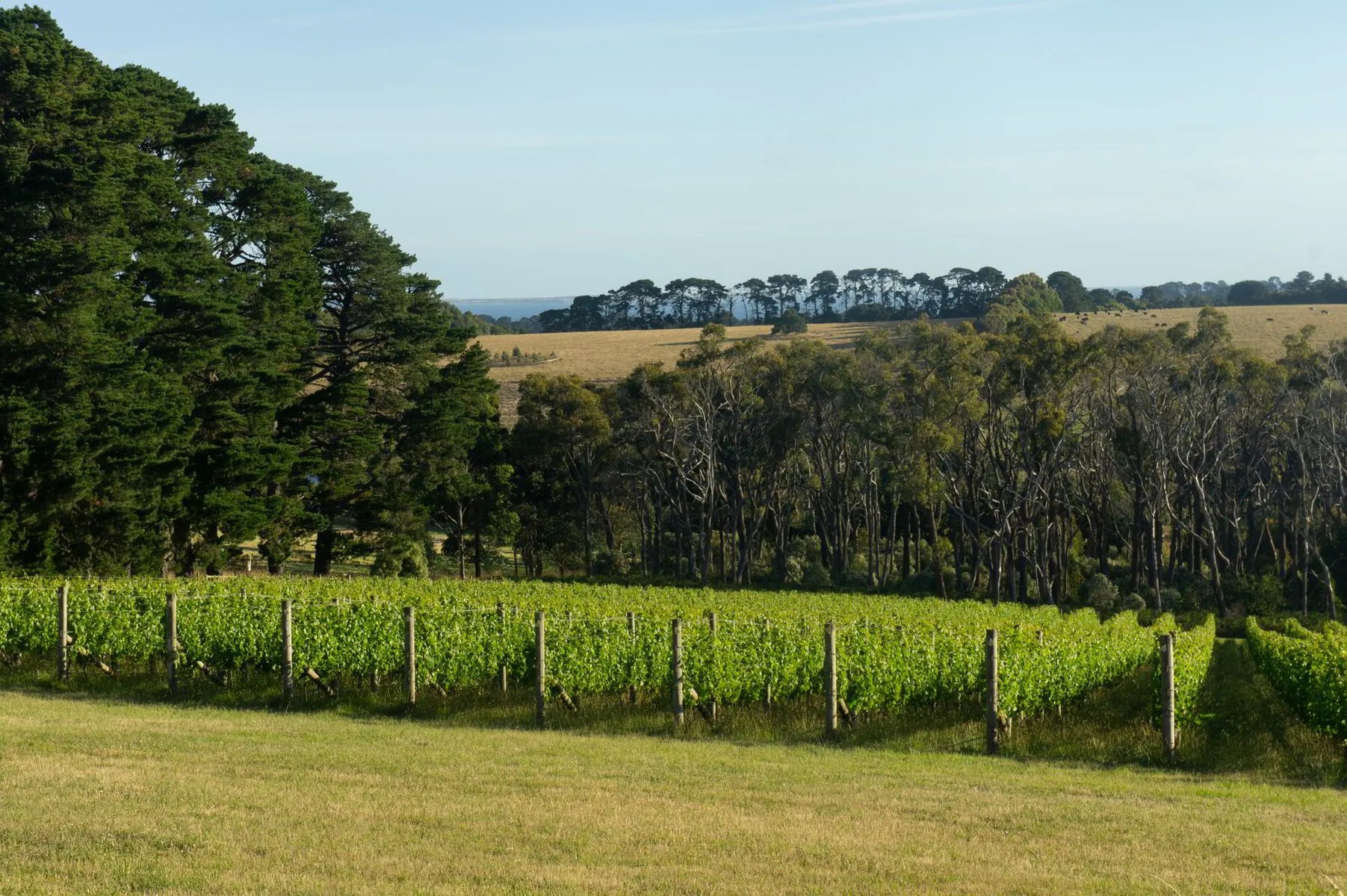Scorpo Wines