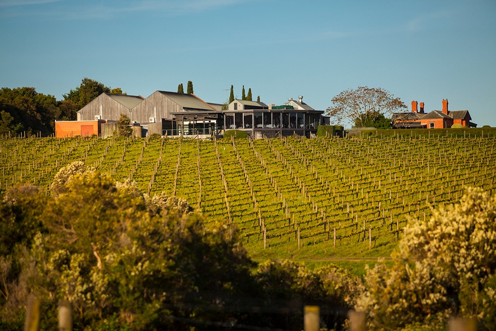 Willow Creek Vineyard